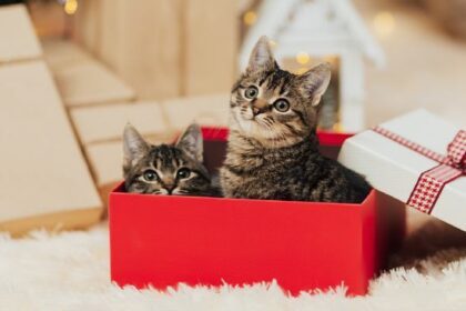 Gifts For Animal Lovers