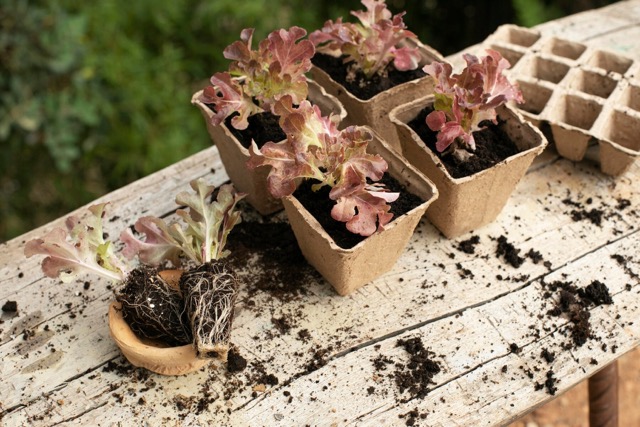 Butterfly Garden Seed Kit