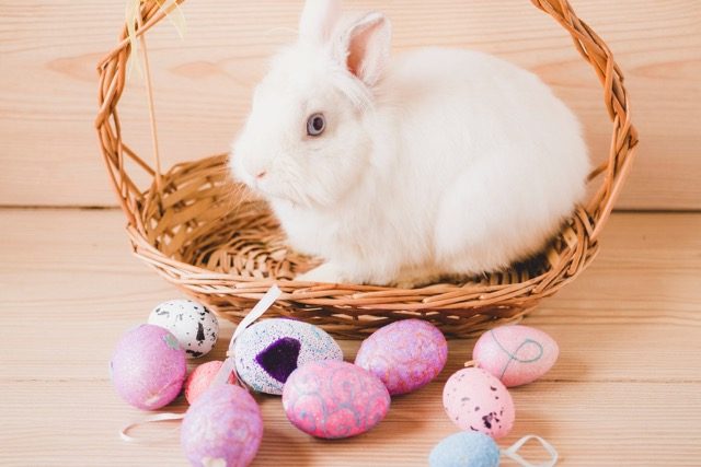 Easter Bunny Plushie Basket