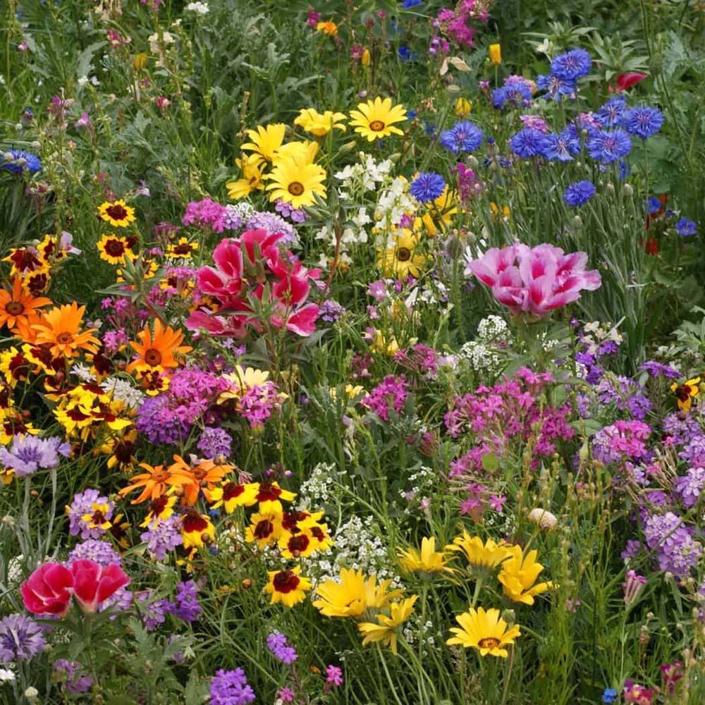 Flower Seed Assortment