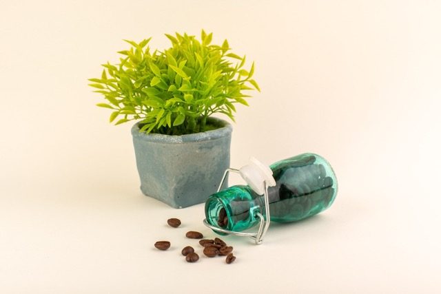 Miniature Bonsai Tree Kit