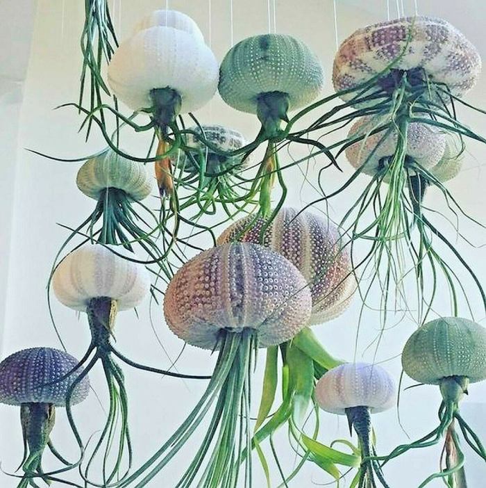 Air Plant Jellyfish Hanging Kit Of Best Gifts For Plant Lovers