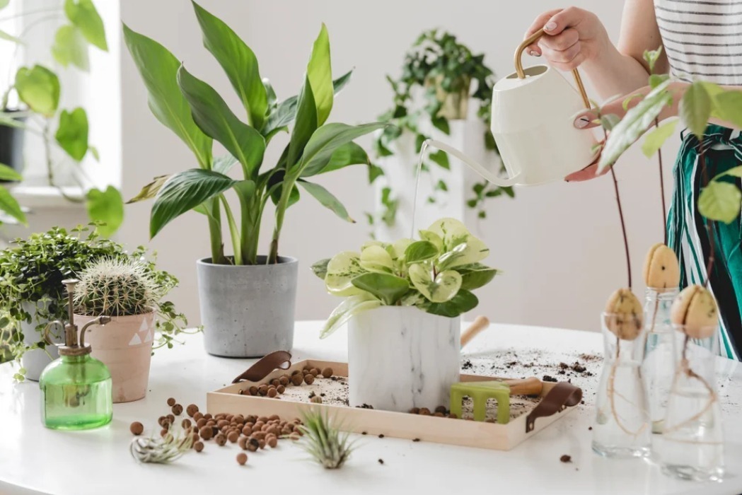 Mini Indoor Plant Kit for Her as Under $50 Gift Ideas