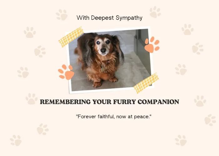 Short Rainbow Bridge Quotes Dog