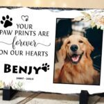 50+ Comfort Dog Death Quotes Rainbow Bridge