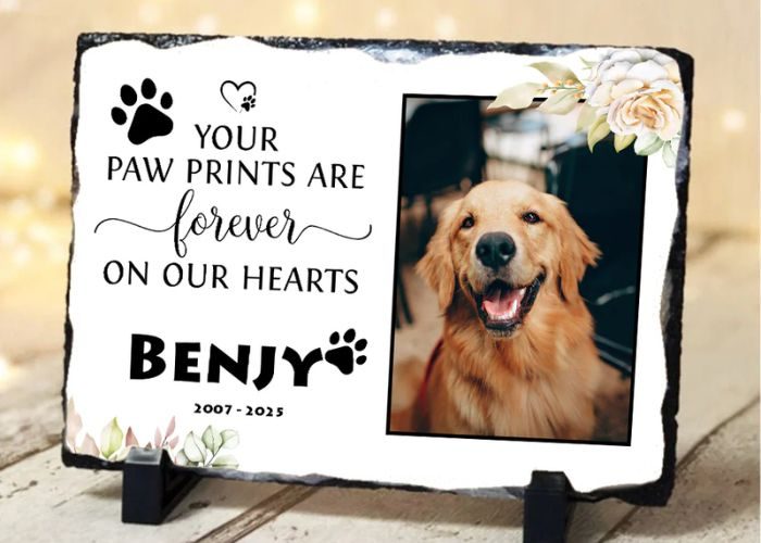 50+ Comfort Dog Death Quotes Rainbow Bridge